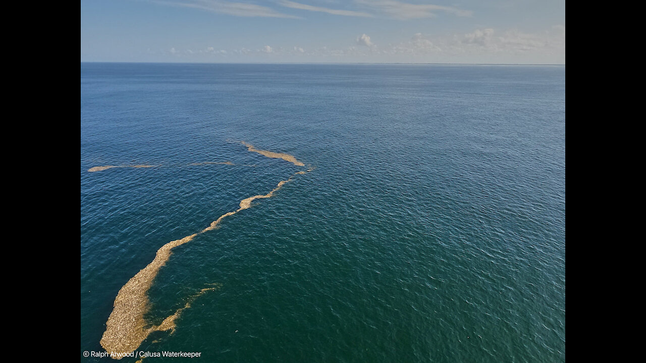 Red tide levels high in some locations in Southwest Florida, but could it get worse?