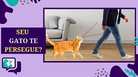 🐾 Gato te Seguindo em Casa? Entenda Esse Comportamento! 🏠