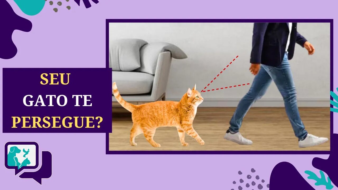 🐾 Gato te Seguindo em Casa? Entenda Esse Comportamento! 🏠