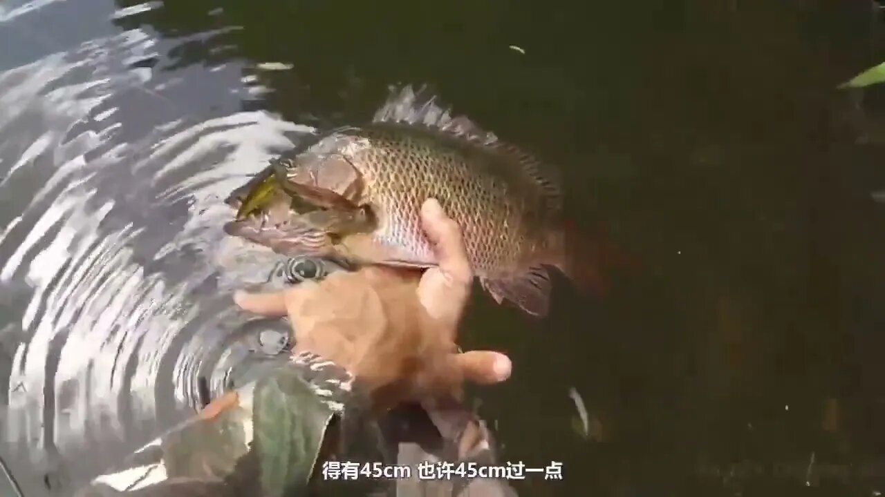 Fishing Diary 7~ Fishing in the wilderness jungle, the fish caught directly grilled to eat