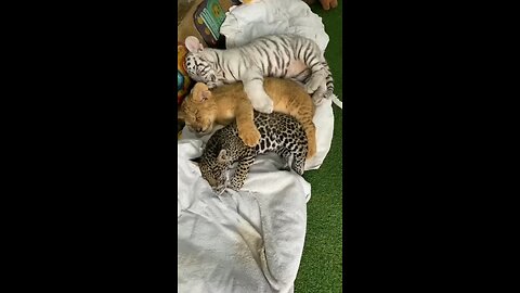 Big cat family