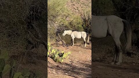 Whoa Nelly: Arizona Wild Horses #Shorts