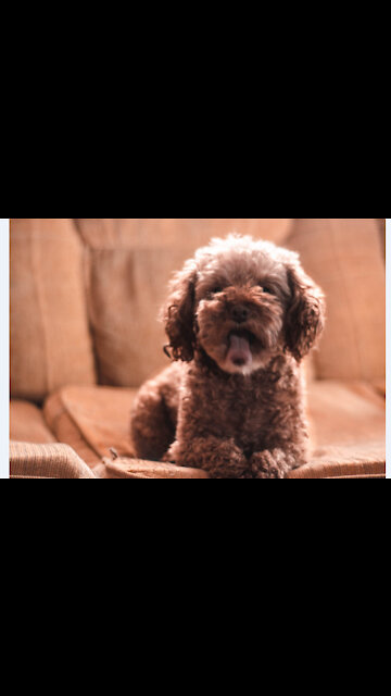 Cute fluffy poodle / play with my dog/ caniche