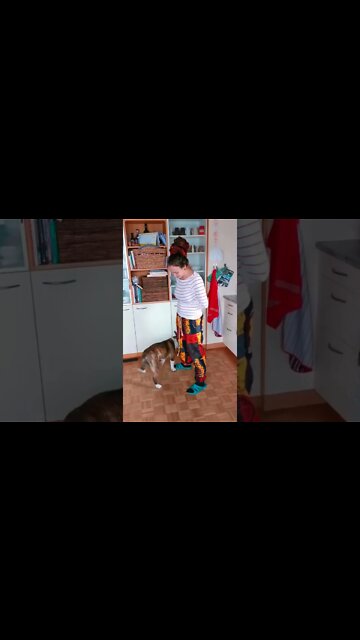 The cutest dog ever, learned new trick. English Bullterrier best dog skill