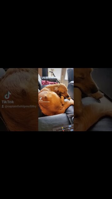 Dog going to town chewing on his paw. #dog #retriever #puppy