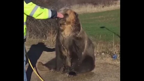 OMG!!! THE MAN Gives Bear A Shower