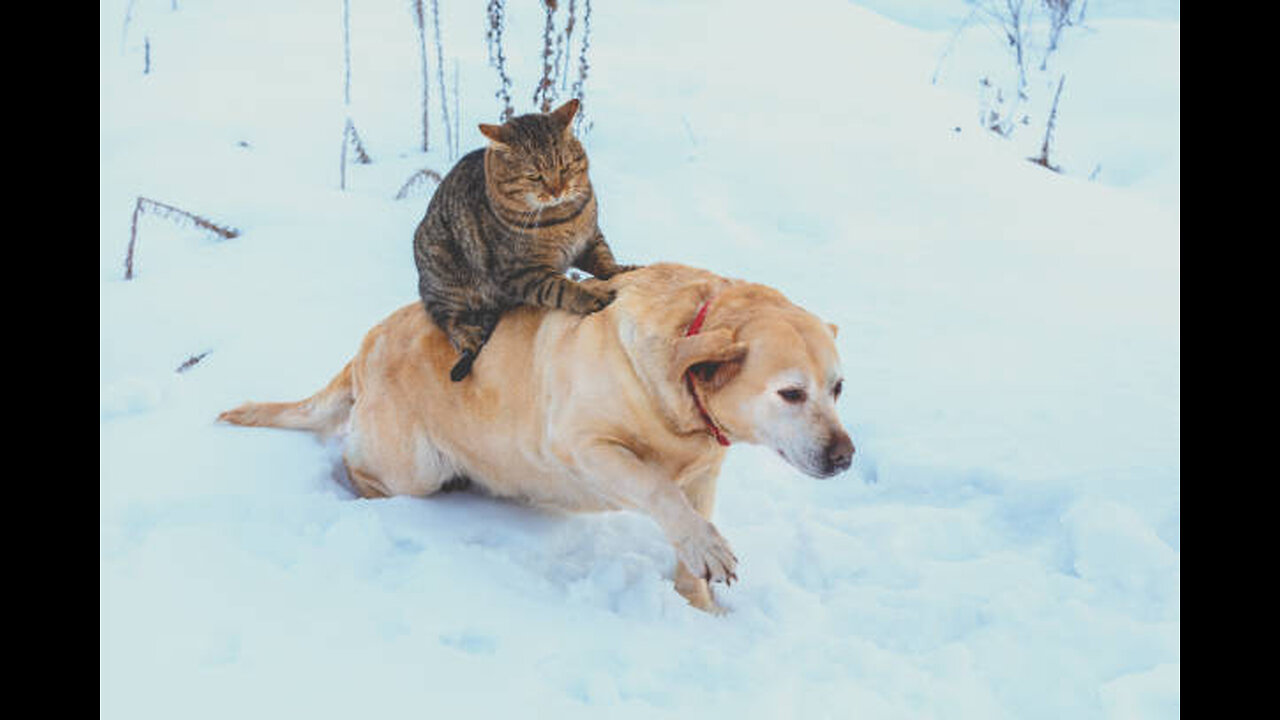 best animal friendships in the world #1