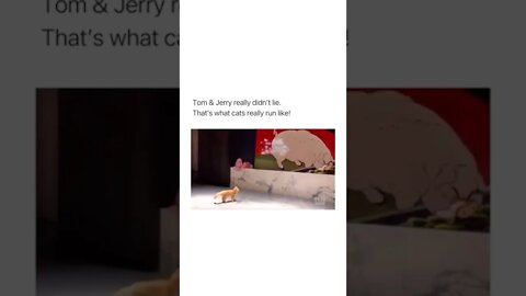 😂🐈 #shortsvideo #shorts #fyp #funny #cat #tomandjerry