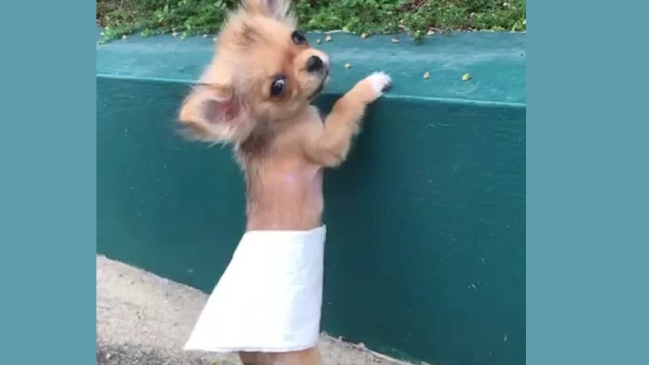 Puppy Power: The Funniest Dog Videos of All Time"