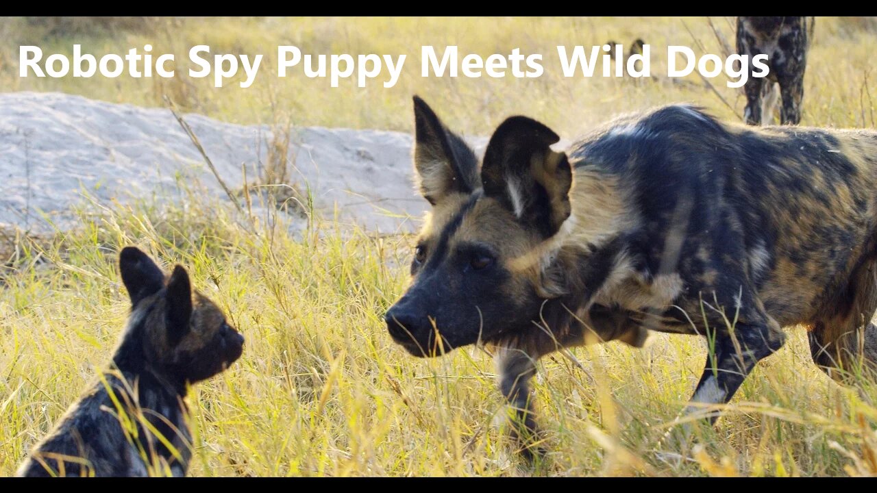 Robotic Spy Puppy Meets Wild Dogs