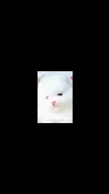 💓The CUTEST FLUFFY PUPPY Having Fun🥰💓
