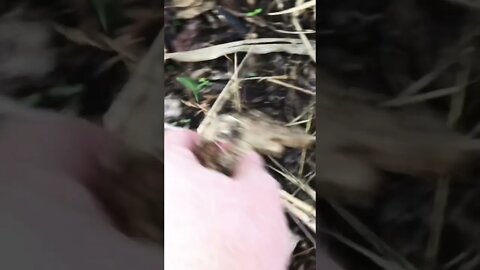 Plant bulbs are resilient even in a compost pile