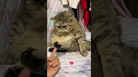 funny cat videos | cute cat videos| cute animals funny cats #shorts #shortsfunny #cutecat #funnycat