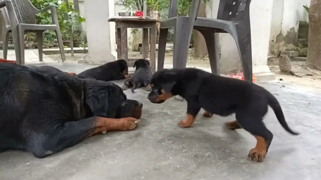 cute Rottweiler puppies are playing with her mom. Mr.Bolt