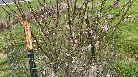 Yard and Garden - #22: Wow!! Bennett’s Tree Leading The Way