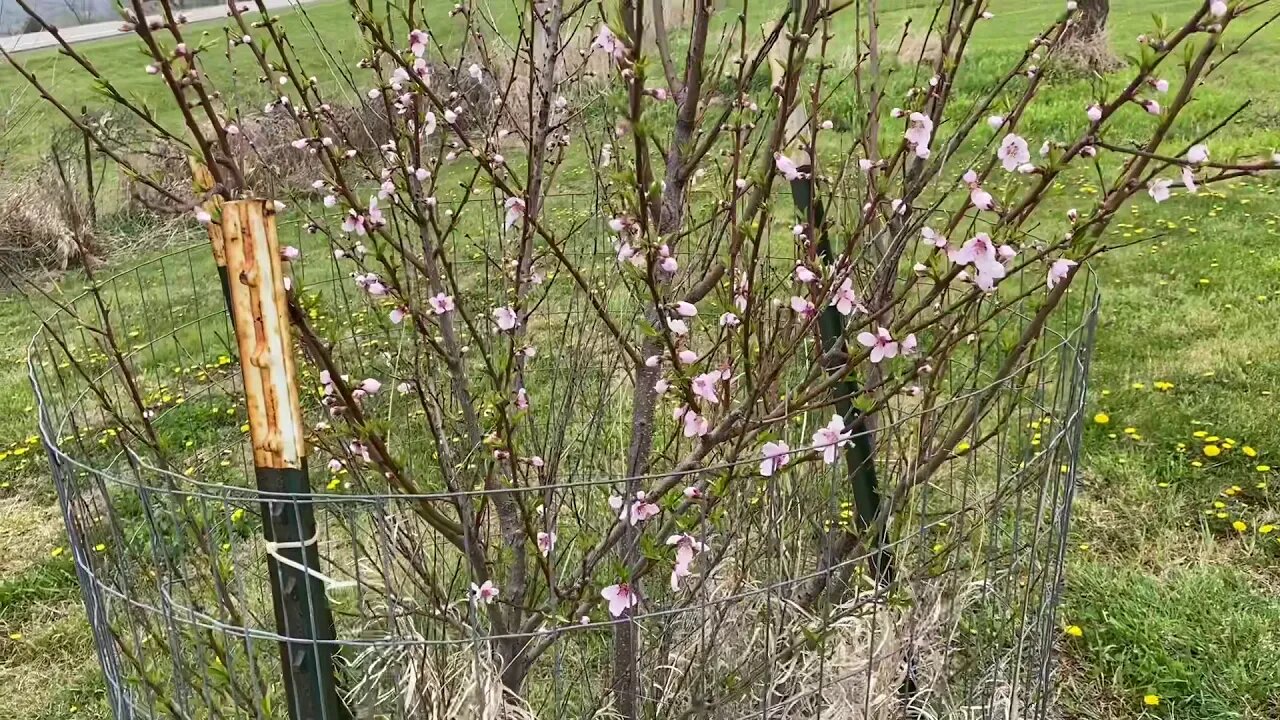 Yard and Garden - #22: Wow!! Bennett’s Tree Leading The Way