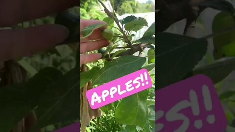 Our first EVER APPLES on our trees we planted 5 years ago!