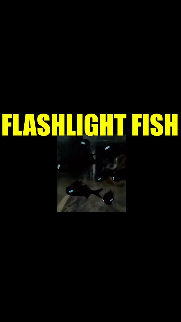 Flashlight Fish
