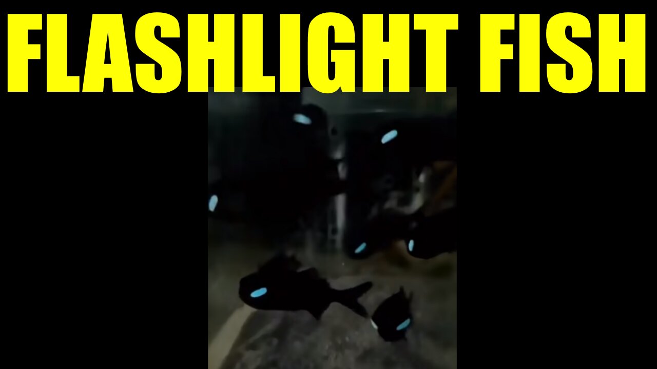 Flashlight Fish