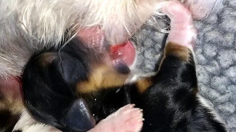 I Litter born today(1)