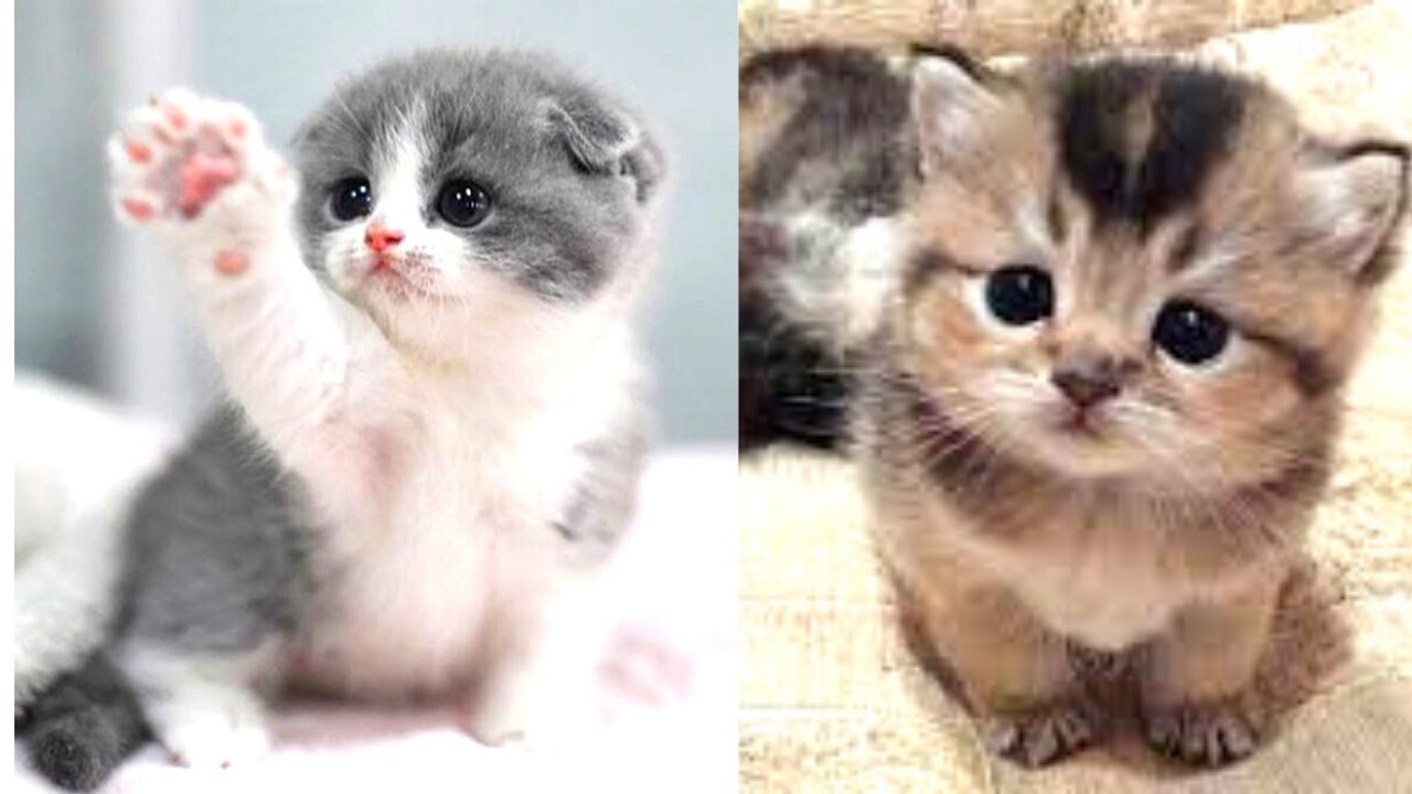 Cute and Funny Cat Videos Compilation