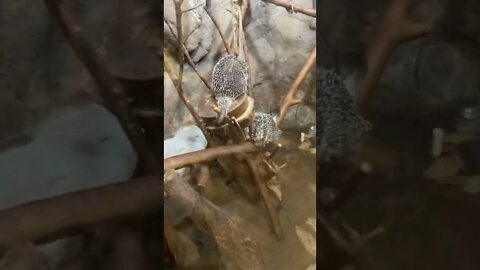 트리플 큐파인 고슴도치 어린이대공원