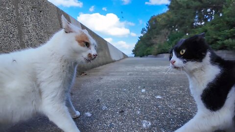 When I stroked a cat, another cat came along and for some reason a big fight started