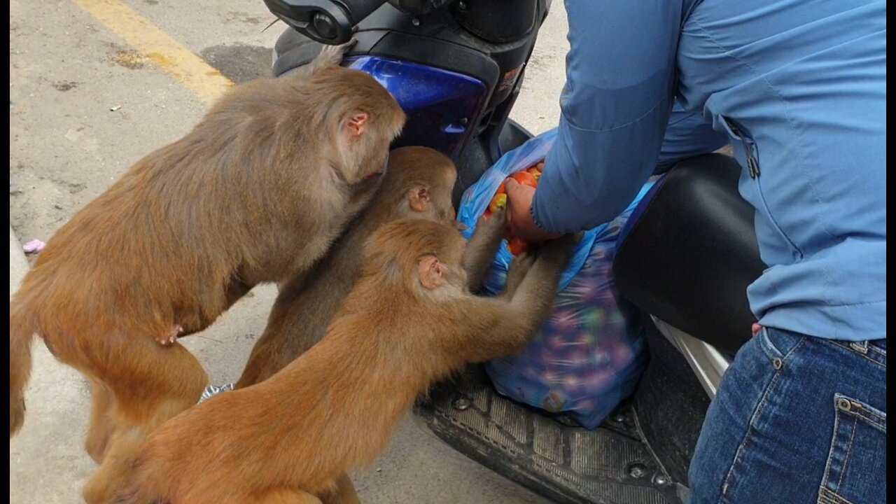 feeding one crate box tomatoes to the hungry monkey || monkey eat tomato