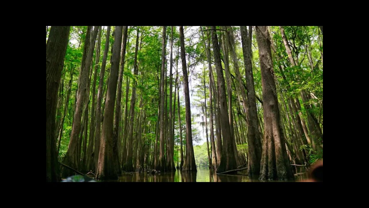 Calming Swamp Sounds at Night. Hear Frogs, Birds, Insects, Mist, Nature’s Lullaby. 4 Hours