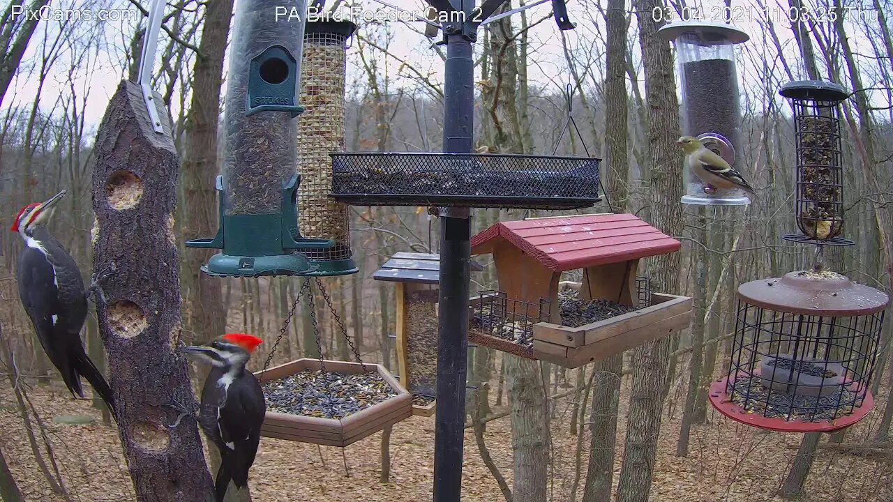 Pileated woodpecker male & female side by side.