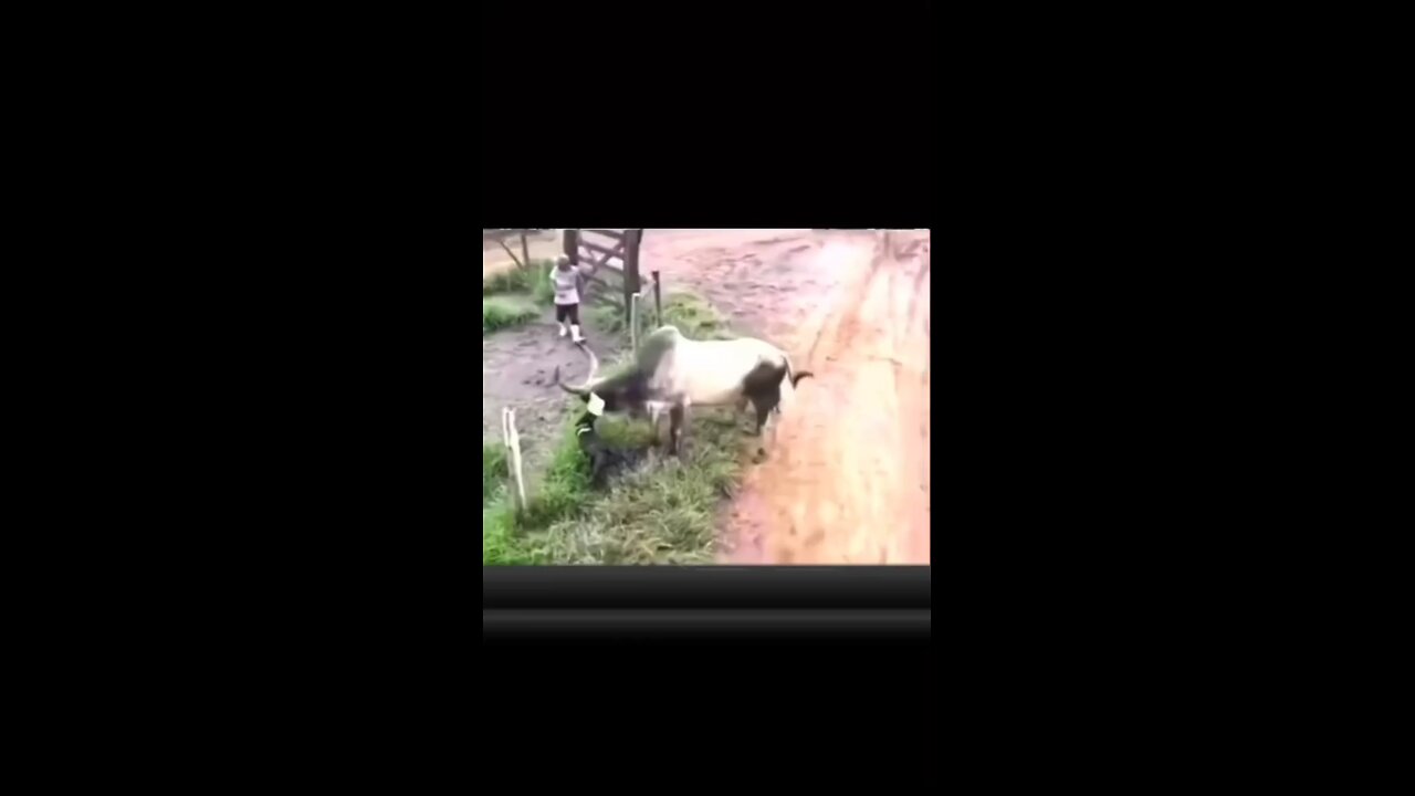 viral funny fight cow and dog