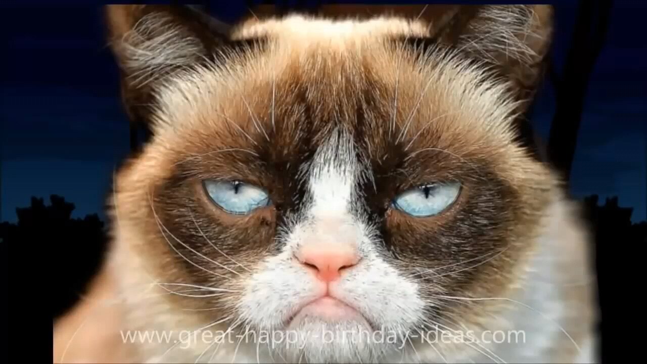 A Funny Grumpy Cat Singing Happy Birthday