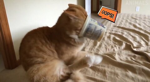 Cute Cat Videos - Funny Videos