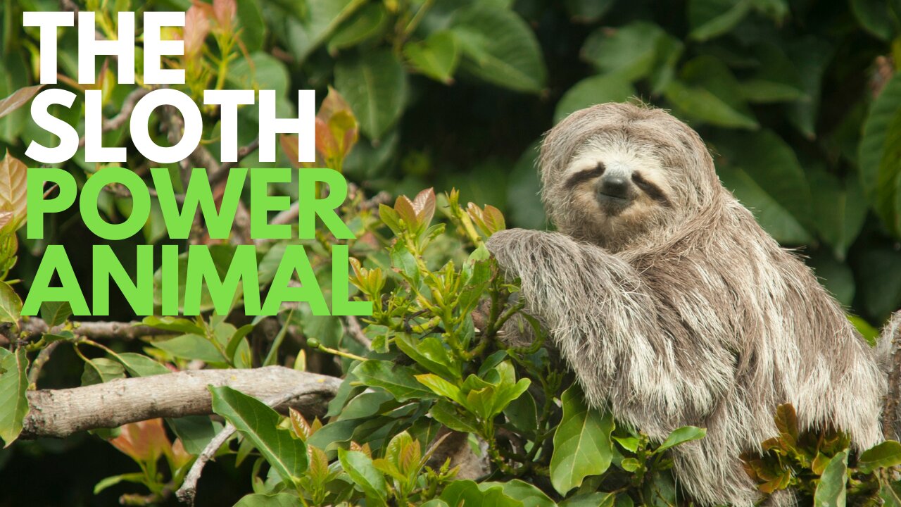 The Sloth Power Animal