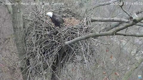 Hays Eagles Dad and squirrel standoff 2.12.20