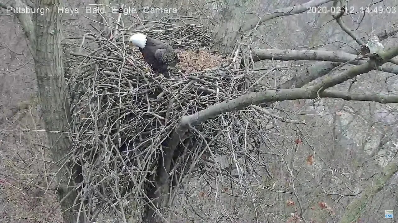 Hays Eagles Dad and squirrel standoff 2.12.20