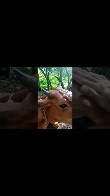 cute cow status | cow licking