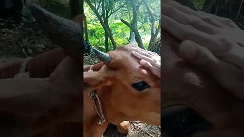 cute cow status | cow licking