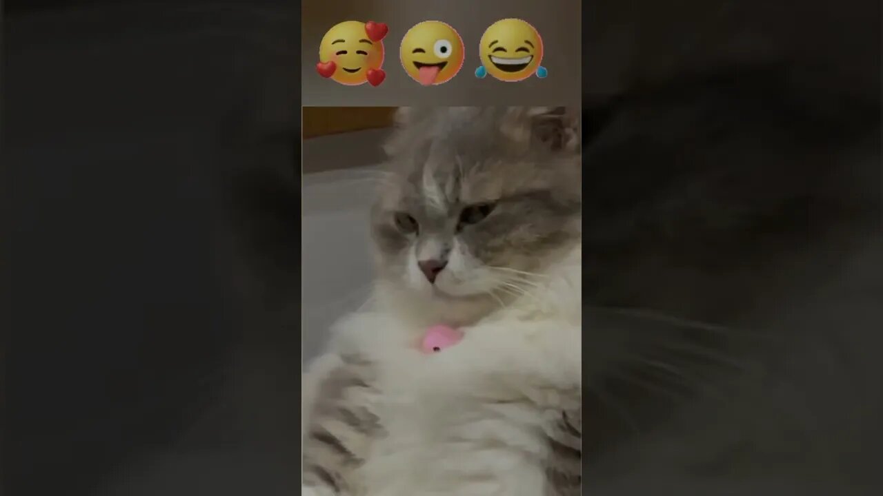 #shorts Смешные Коты Из Тик Тока 270 Funny Cats From Tiktok