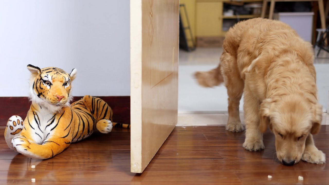 Golden Retriever encounters a scary tiger while eating snacks