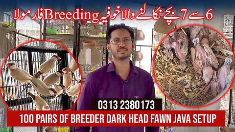 Visit Mr. Imran Birds Breeding Setup In Karachi | Fawn Java Sparrow | Diamond Pair Birds Setup