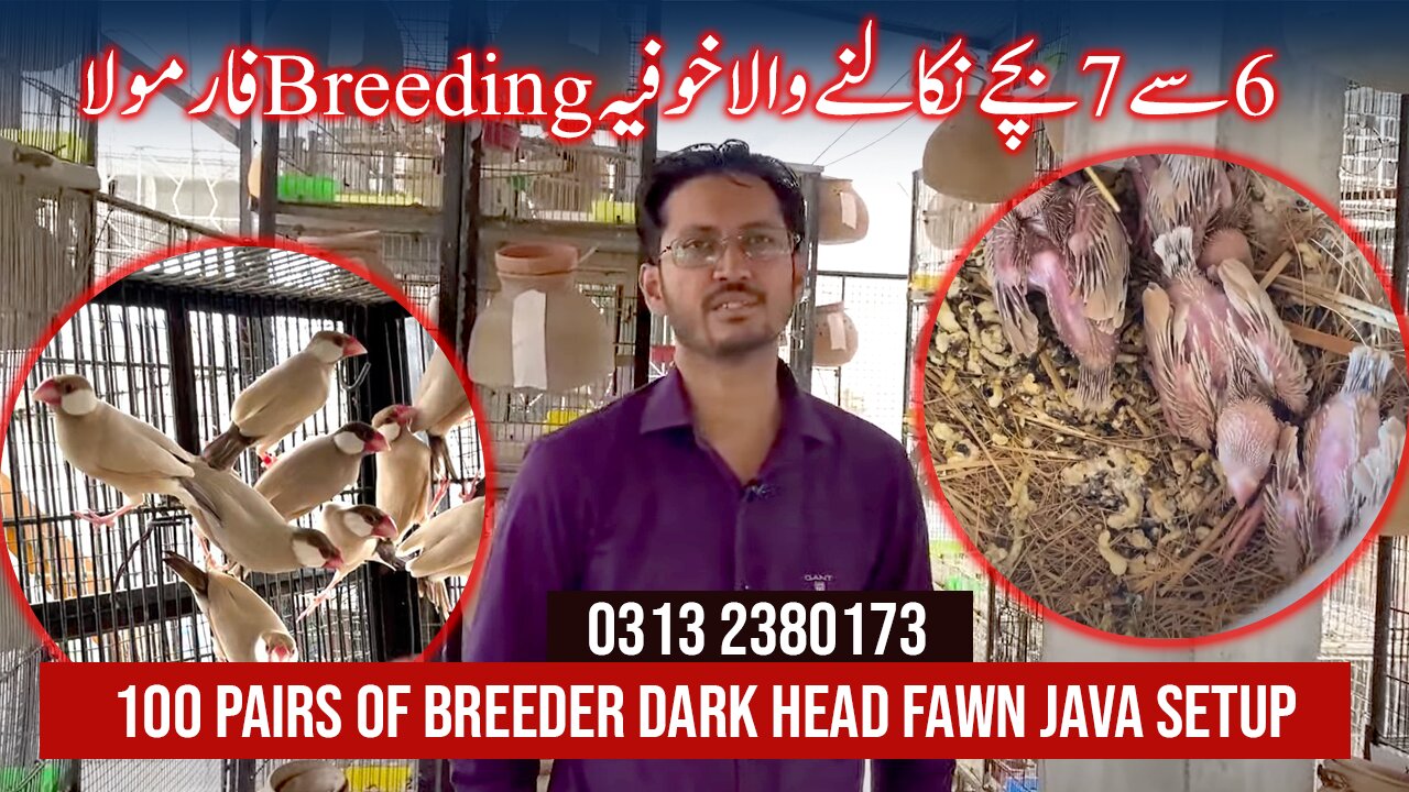 Visit Mr. Imran Birds Breeding Setup In Karachi | Fawn Java Sparrow | Diamond Pair Birds Setup