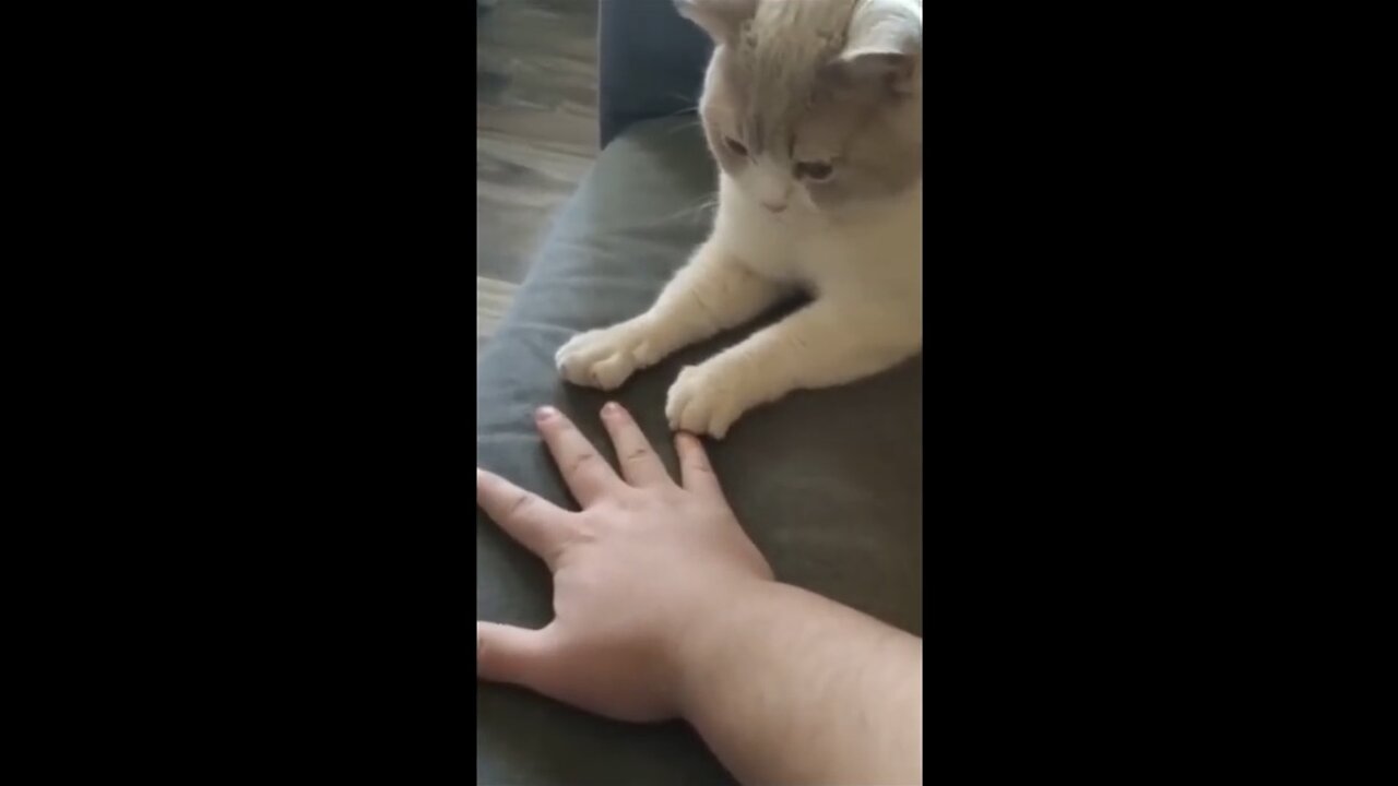 Funny animal videos - try not to laugh😂