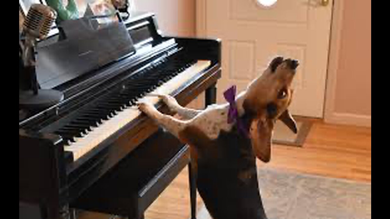 Doggo playing piano