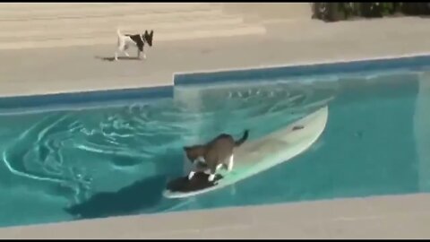In a brilliant move, cat outsmarts puppy..🐈🐾🐕💨🏄😅