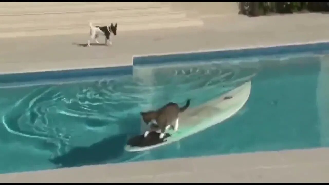 In a brilliant move, cat outsmarts puppy..🐈🐾🐕💨🏄😅