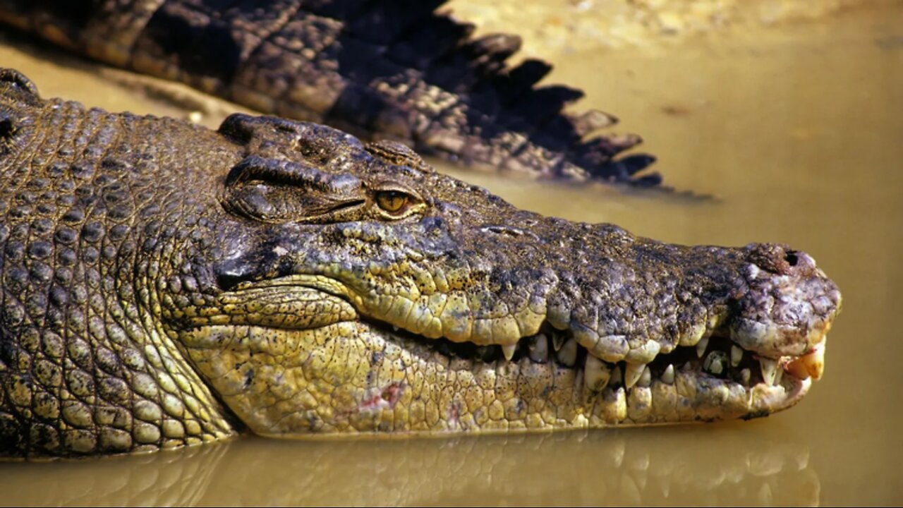 Crocodile Attack: Tragic Discovery in NT