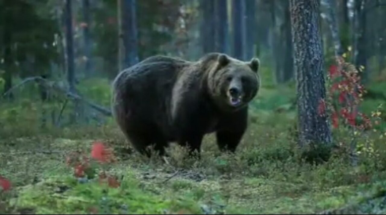 Bear popular videos. | Bear's Forest Life l Group movements of the Bears.