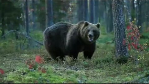 Bear popular videos. | Bear's Forest Life l Group movements of the Bears.