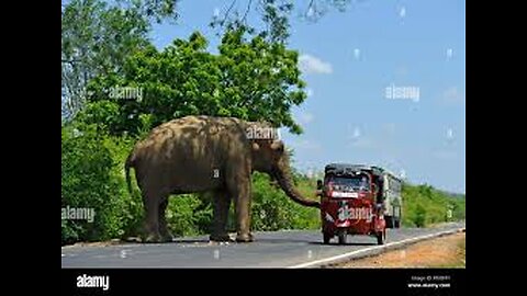 3d animation animal video